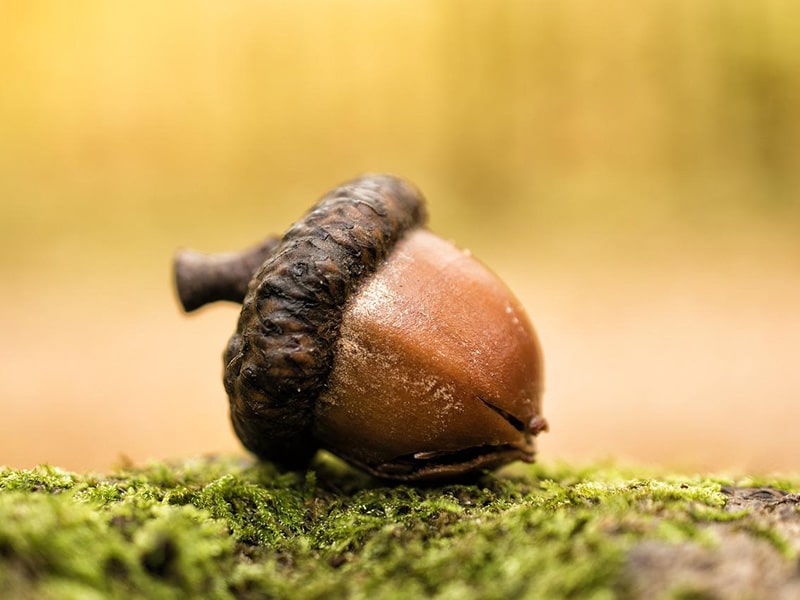 A small acorn can grow into a big oak tree.
