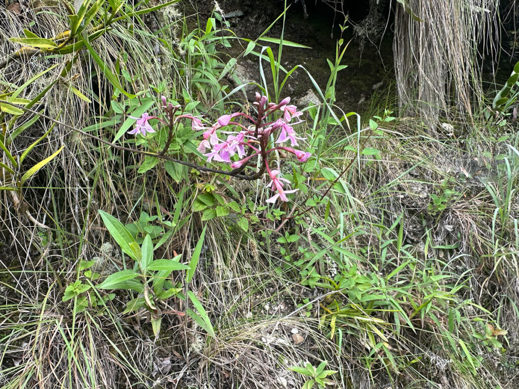 Wiñay Wayna orchids along an Inca Trail